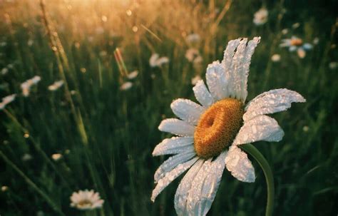 Unveiling the Magic of Morning Dew: Nature’s .